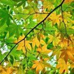 Tribute to Autumn: Lyricism of Kokinshu