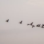 Wild Geese: Lyricism of Kokinshu